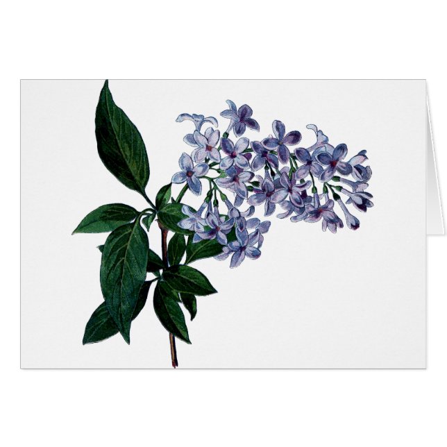 Vintage lilac (Front Horizontal)