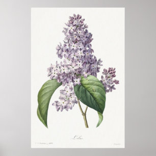 Vintage Lilac Botanical Sketch Art Poster