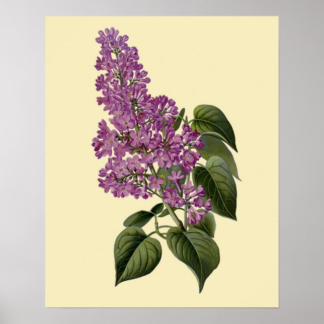Vintage Lilac Flowers Poster (Front)