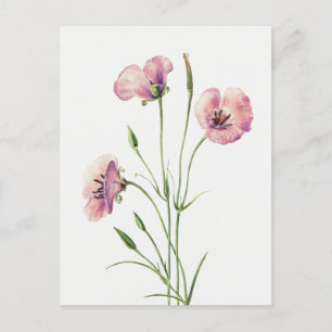 Vintage Lilac Mariposa Flower Postcard