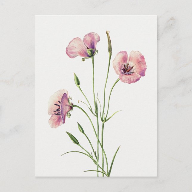 Vintage Lilac Mariposa Flower Postcard (Front)