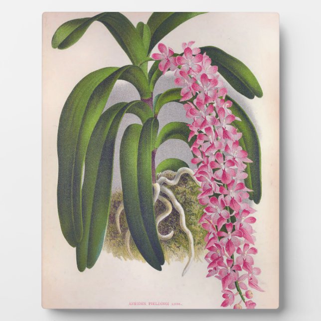 Vintage Lilac Orchid Aerides Fieldingi Lindenia Plaque (Front)