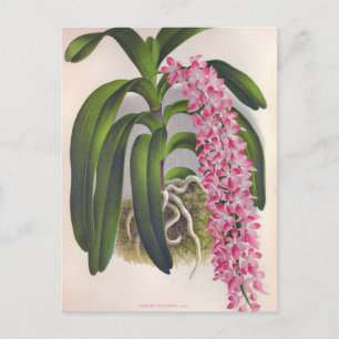 Vintage Lilac Orchid Aerides Fieldingi Lindenia Postcard
