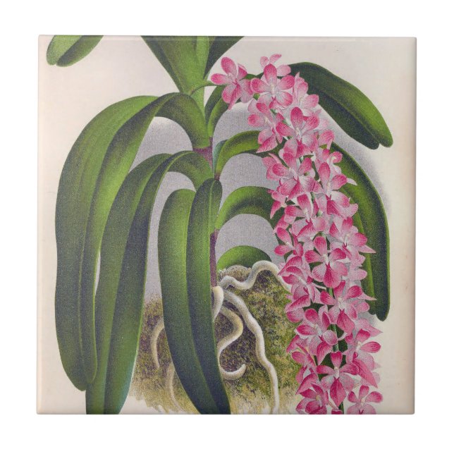 Vintage Lilac Orchid Aerides Fieldingi Lindenia Tile (Front)