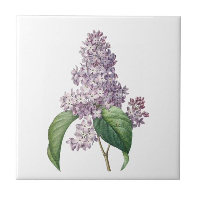 Vintage lilacs floral ceramic tile (Front)