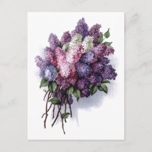 Vintage Lilacs Postcard