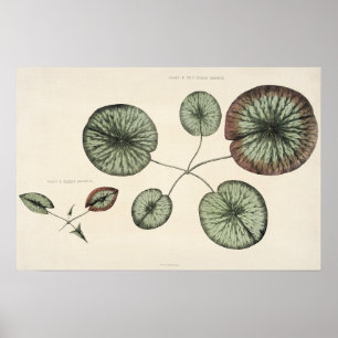 Vintage Lily Pad Botanical Sketch Art Print