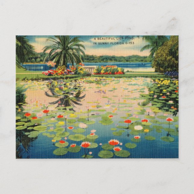 Vintage Lily Pond in Sunny Florida Postcard (Front)