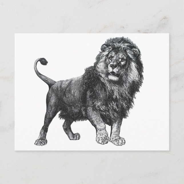 Vintage lion drawing, paw lifted looking left postcard (Front)