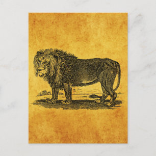 Vintage Lion Illustration - 1800's African Animal Postcard