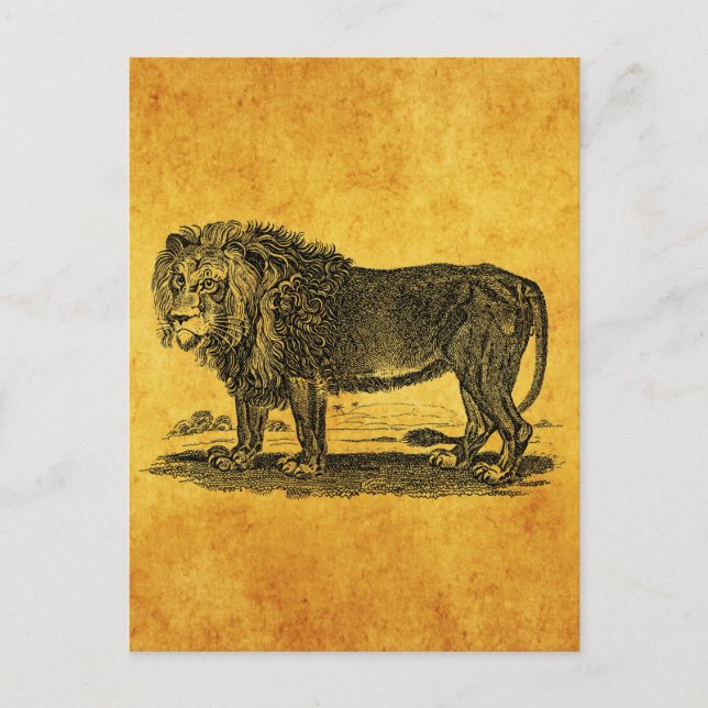Vintage Lion Illustration - 1800's African Animal Postcard (Front)