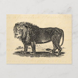 Vintage Lion Illustration - 1800's African Animal Postcard
