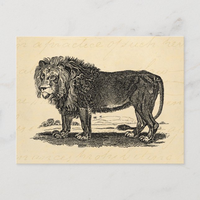 Vintage Lion Illustration - 1800's African Animal Postcard (Front)