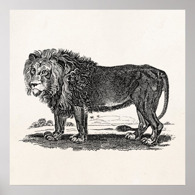 Vintage Lion Illustration - 1800's African Animal Poster (Front)