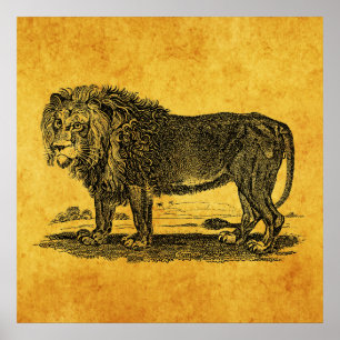 Vintage Lion Illustration - 1800's African Animal Poster