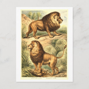 Vintage Lion Illustration Postcard