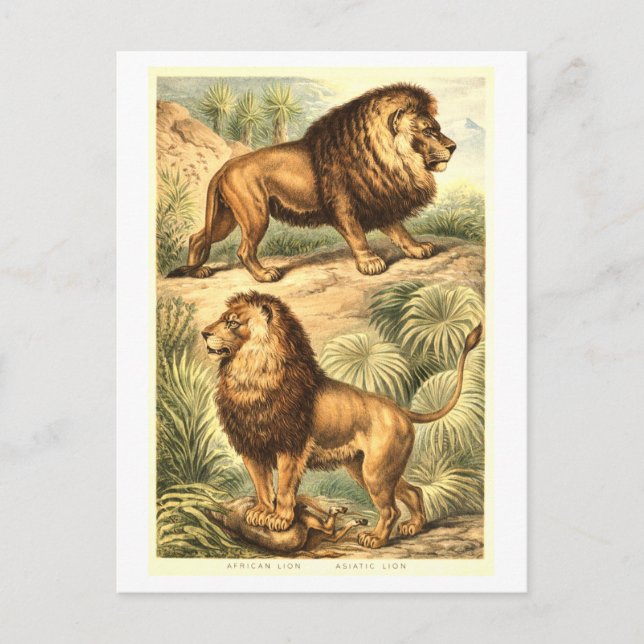 Vintage Lion Illustration Postcard (Front)