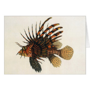 Vintage Lionfish Fish, Marine Ocean Life Animal