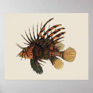 Vintage Lionfish Fish, Marine Ocean Life Animal Poster