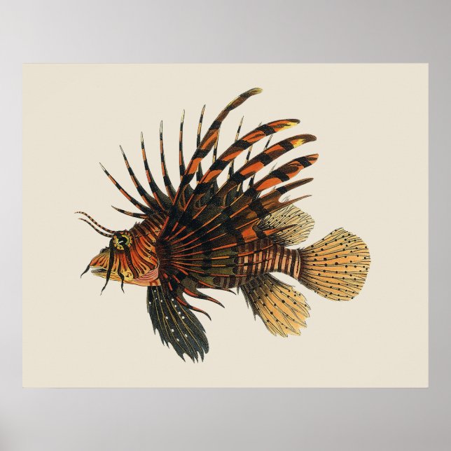 Vintage Lionfish Fish, Marine Ocean Life Animal Poster (Front)