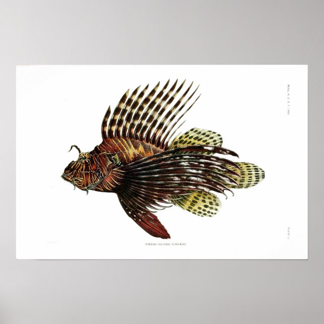 Vintage Lionfish Poster (Front)