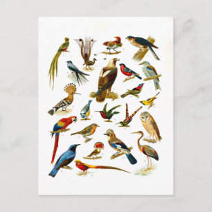 Vintage Lithograph of Birds Postcard