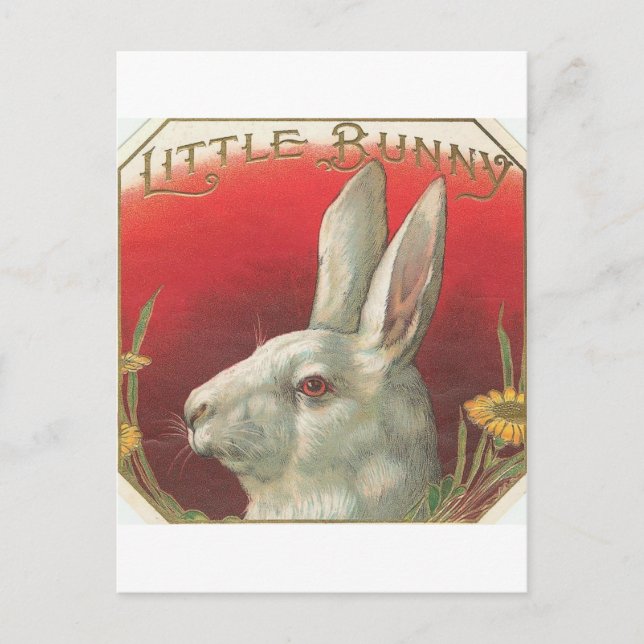 Vintage Little Bunny Rabbit Postcard (Front)
