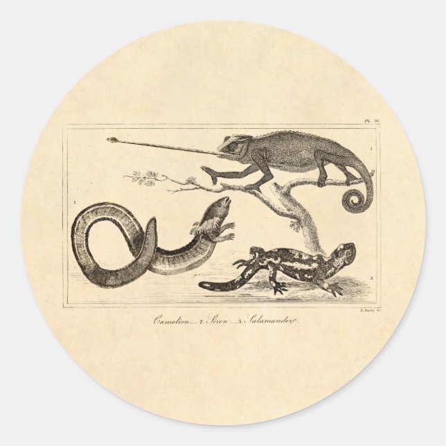 Vintage Lizard Chameleon Salamander Illustration Classic Round Sticker (Front)