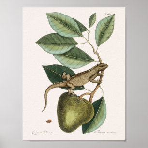 Vintage Lizard Illustration Poster