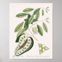 Vintage Lizard Illustration