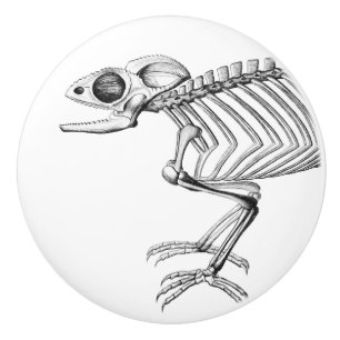 Vintage lizard skeleton knob
