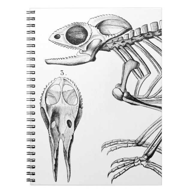 Vintage lizard skeleton notebook (Front)
