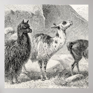Vintage Llama Alpaca Template Llamas Alpacas Poster