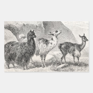 Vintage Llama Alpaca Template Llamas Alpacas Rectangular Sticker