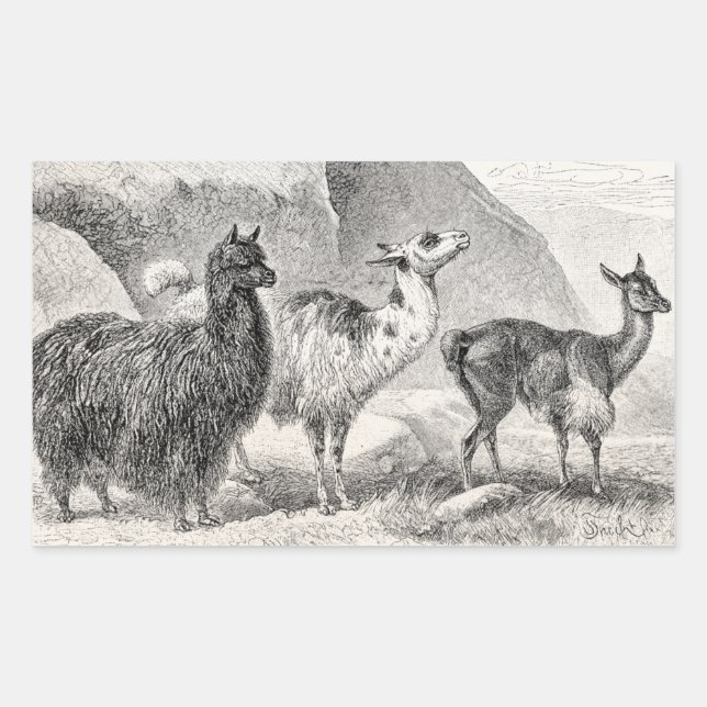 Vintage Llama Alpaca Template Llamas Alpacas Rectangular Sticker (Front)