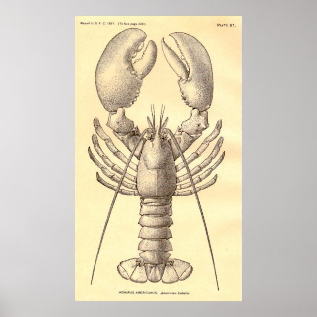 Vintage Lobster Diagram (1897) Poster (Front)