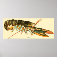 Vintage Lobster Illustration (1895)