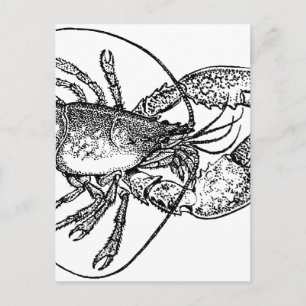 Vintage Lobster illustration Postcard