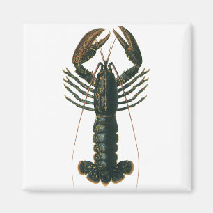 Vintage Lobster, Marine Ocean Life Crustacean Magnet