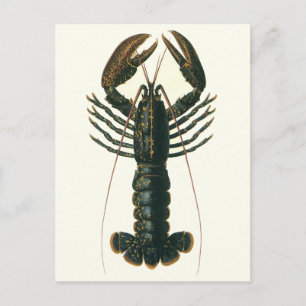 Vintage Lobster, Marine Ocean Life Crustacean Postcard