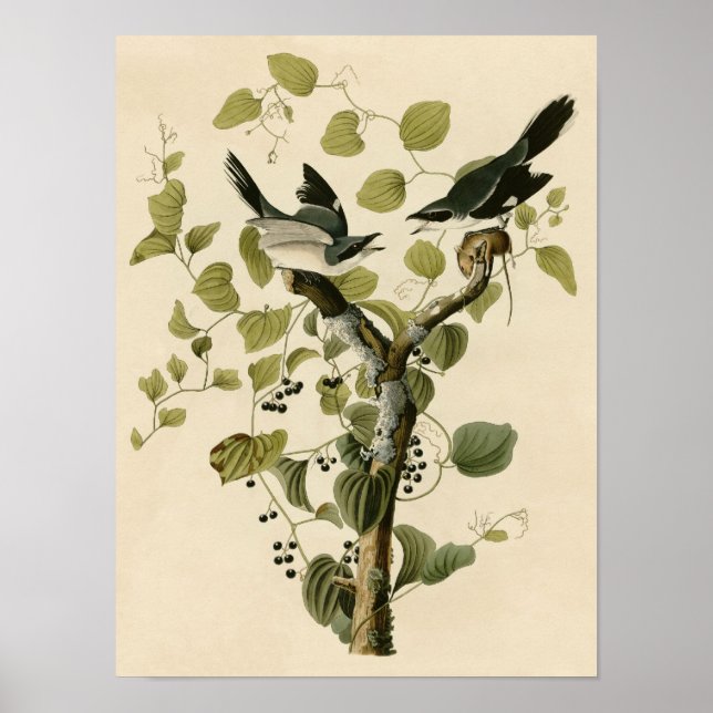 Vintage Loggerhead Shrike Poster Print (Front)