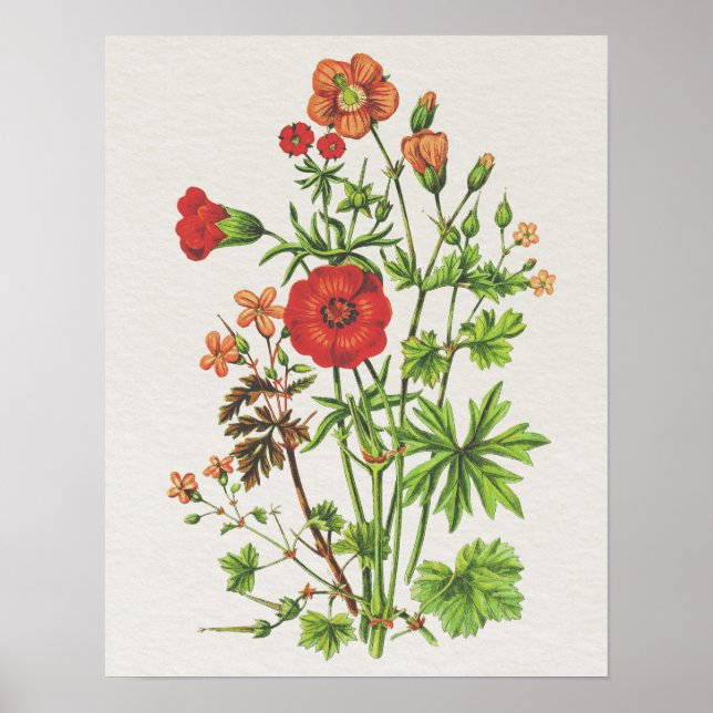 Vintage Look Botanical Cranesbill Floral Poster (Front)