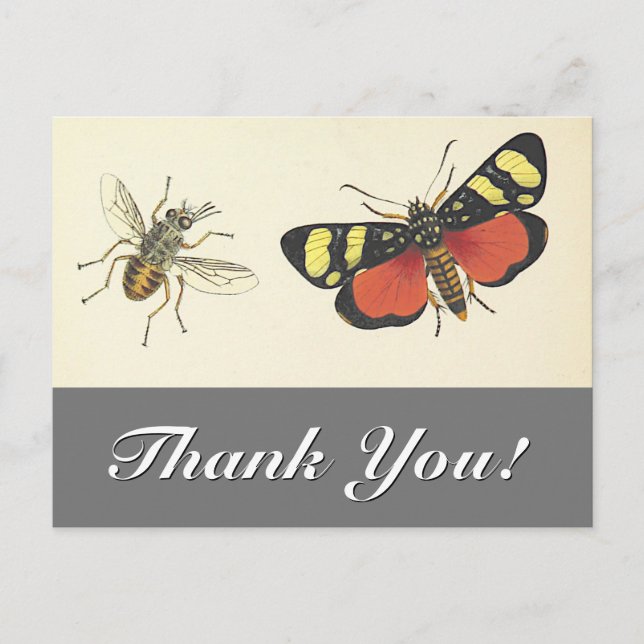 Vintage Look Insects "Thank You!" Postcard (Front)