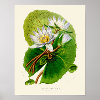 Vintage Lotus Botanical Print