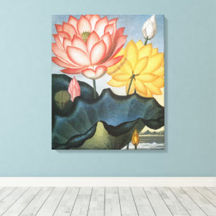 Vintage Lotus Flowers, The Sacred Egyptian Bean Canvas Print