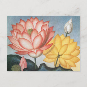 Vintage Lotus Flowers, The Sacred Egyptian Bean Postcard