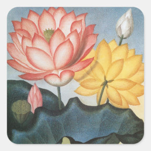 Vintage Lotus Flowers, The Sacred Egyptian Bean Square Sticker