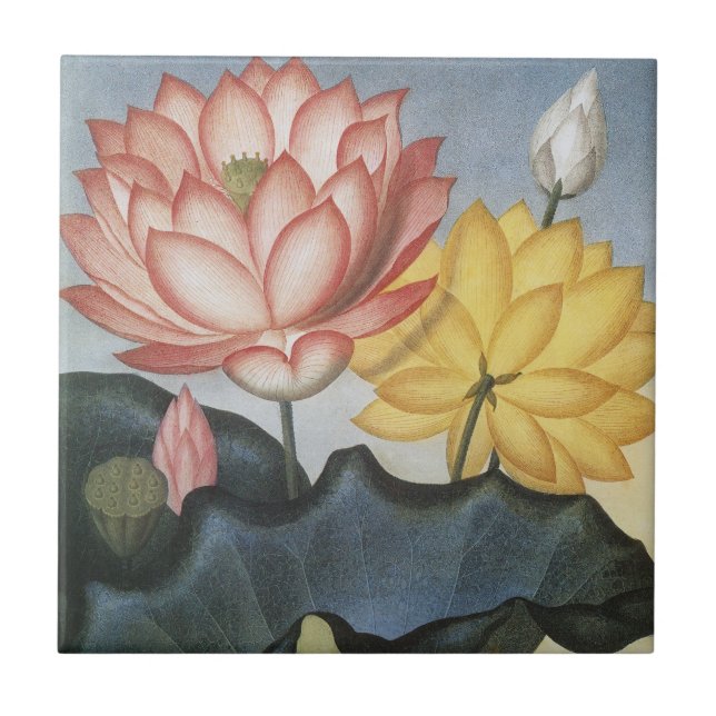 Vintage Lotus Flowers, The Sacred Egyptian Bean Tile (Front)