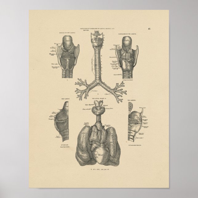 Vintage Lung Heart Anatomy 1880 Print (Front)