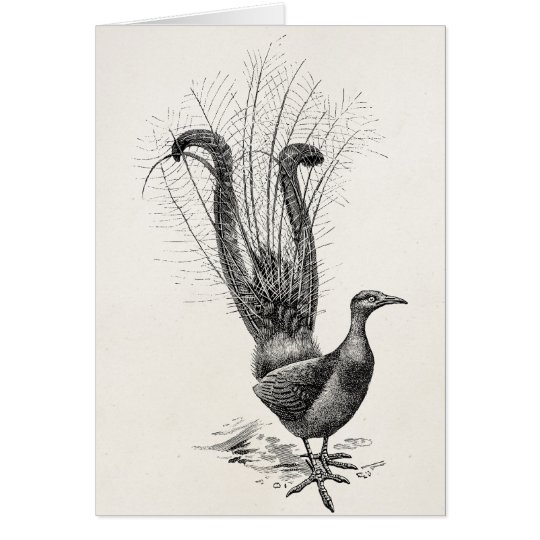 Vintage Lyre Bird Lyrebird Illustration Template